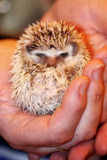 London Pet Show 2012 Collection: Baby hedgehog sleeping at the London Pet Show