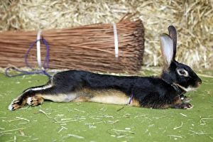 London Pet Show 2011