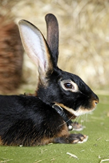 London Pet Show 2011