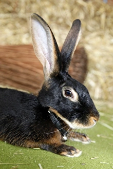 London Pet Show 2011