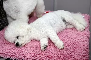 Images Dated 7th May 2011: Bichon Frise at the London Pet Show 2011