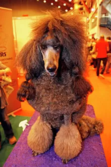 Images Dated 13th May 2012: Black Poodle dog at the London Pet Show