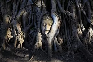 Ayutthaya, Thailand Collection: Buddha head statue in Bodhi tree roots, Wat Mahathat, Ayutthaya