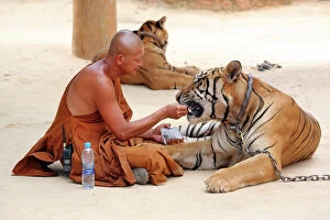 Images Dated 26th May 2013: Buddhist Monk feeding Tiger at the Tiger Temple in Kanchanaburi, Thailand