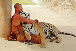 Images Dated 2013 May: Buddhist Monk hugging Tiger at the Tiger Temple in Kanchanaburi, Thailand
