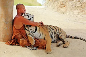 Buddhist Monk hugging Tiger at the Tiger Temple in Kanchanaburi, Thailand Buddhist Monk hugging Tiger at the Tiger Temple in Kanchanaburi, Thailand