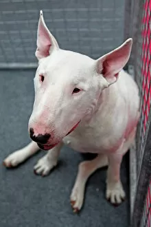 Images Dated 7th May 2011: Bull Terrier at the London Pet Show 2011