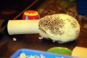 London Pet Show Collection: Cali the Hedgehog gets her head stuck when playing with a toilet roll at the London Pet Show 2013