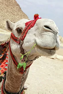 Images Dated 7th April 2011: A Camel in Cairo, Egypt