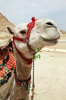 Images Dated 7th April 2011: A Camel in Cairo, Egypt