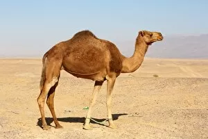 Images Dated 2016 October: Camel in the desert in Amman, Jordan
