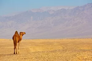 Amman and Jordan Collection: Camel in the desert in Amman, Jordan