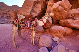 Images Dated 17th October 2016: Camel in the rock city of Petra, Jordan