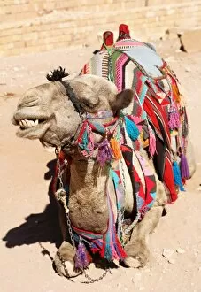 Petra, Jordan Collection: Camel in the rock city of Petra, Jordan