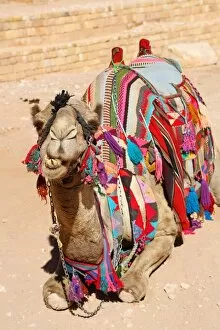 Petra, Jordan Collection: Camel in the rock city of Petra, Jordan