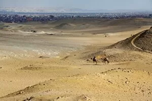 Images Dated 23rd January 2018: Camels in the desert on the Giza Plateau, Cairo, Egypt