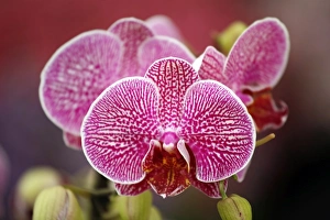 Chelsea Flower Show
