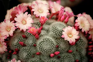 Chelsea Flower Show