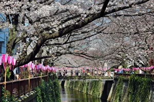Cherry Blossom or Sakura season, Tokyo, Japan