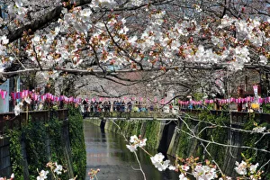 Cherry Blossom or Sakura season, Tokyo, Japan
