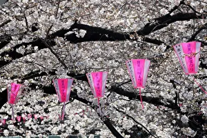 Cherry Blossom or Sakura season, Tokyo, Japan