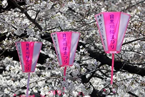 Cherry Blossom or Sakura season, Tokyo, Japan