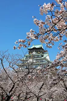 Osaka, Japan Collection: Cherry Blossom season around Osaka Castle, Osaka, Japan