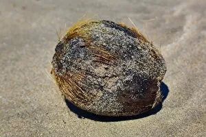 Images Dated 30th November 2013: Coconut on Legian Beach, Denpasar, Bali, Indonesia