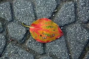 Images Dated 5th April 2013: Colourful leaf on the path in the park at Ueno, Tokyo, Japan