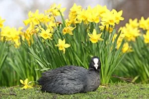 Images Dated 11th March 2017: A Coot with Spring Daffodils in St. James Park, London