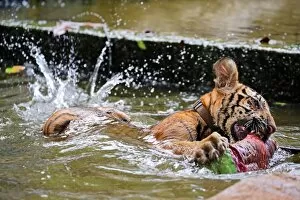 Tigers Collection: Cute tiger cub playing in the water at theTiger Temple in Kanchanaburi, Thailand