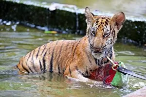 Tigers Collection: Cute tiger cub playing in the water at theTiger Temple in Kanchanaburi, Thailand