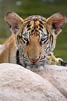 Images Dated 26th May 2013: Cute tiger cub portrait at theTiger Temple in Kanchanaburi, Thailand