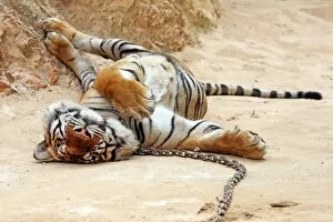 Tigers Collection: Cute tiger relaxing at theTiger Temple in Kanchanaburi, Thailand