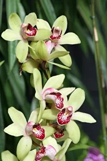 Images Dated 17th September 2005: Cymbidium Maureen Grapes Orchid