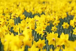 Images Dated 11th March 2017: Daffodils flowering in spring in London