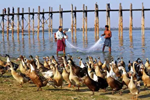 Mandalay, Myanmar Collection: Ducks and the U Bein Bridge in Amarapura, Mandalay, Myanmar