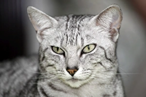 Egyptian Mau cat at the London Pet Show 2011