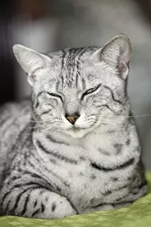Images Dated 7th May 2011: Egyptian Mau cat at the London Pet Show 2011