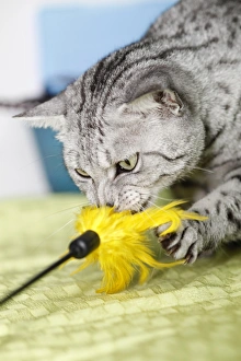 Egyptian Mau cat at the London Pet Show 2011