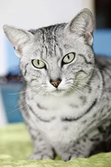 Images Dated 7th May 2011: Egyptian Mau cat at the London Pet Show 2011