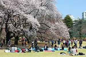 Images Dated 29th March 2016: First Japanese Cherry Blossom in Tokyo brings out the crowds, Tokyo, Japan