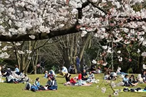 Images Dated 29th March 2016: First Japanese Cherry Blossom in Tokyo brings out the crowds, Tokyo, Japan