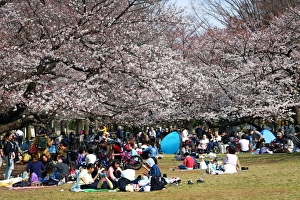 First Japanese Cherry Blossom in Tokyo brings out the crowds, Tokyo, Japan