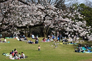 First Japanese Cherry Blossom in Tokyo brings out the crowds, Tokyo, Japan