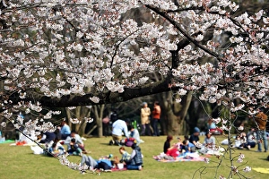 First Japanese Cherry Blossom in Tokyo brings out the crowds, Tokyo, Japan