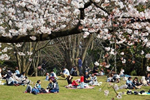 First Japanese Cherry Blossom in Tokyo brings out the crowds, Tokyo, Japan
