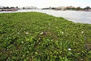 Images Dated 16th November 2014: Floating vegetation on the Chao Phraya River in Bangkok, Thailand