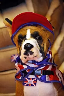 London Pet Show 2012 Collection: Fluffy Boxer dog with patriotic scarf
