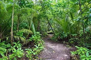 Images Dated 11th September 2016: Forest path through tropical vegetation, Carp Island, Republic of Palau, Micronesia